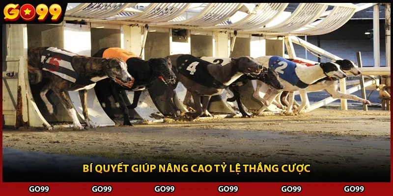 Bí quyết giúp nâng cao tỷ lệ thắng cược